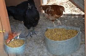 Poultry Food Dealers